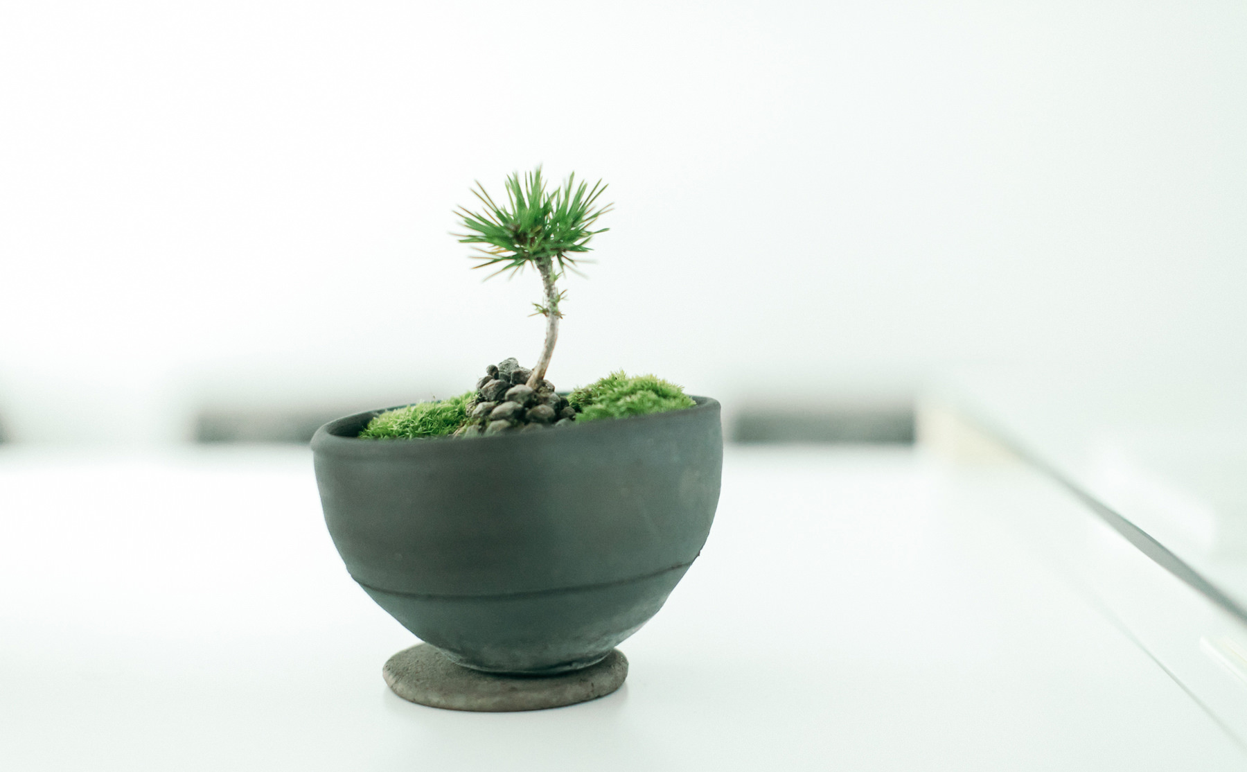 See Feature Previews